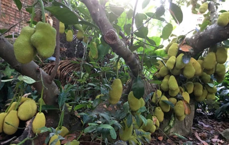 Mắt tròn mắt dẹt nhìn gốc mít chi chít quả, độc nhất vô nhị ở Thủ đô