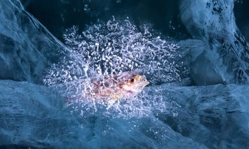 Cáo bắc cực đi trong bão tuyết, chim bạc má bay trong lạnh giá