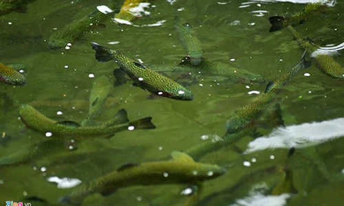 Ảnh: Trang trại cá hồi thu lãi 1 tỷ mỗi năm ở Mù Cang Chải