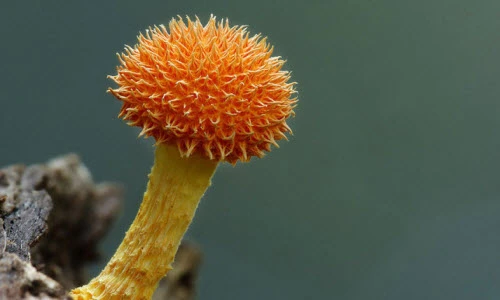 Vẻ đẹp kỳ ảo của những loài nấm tí hon 