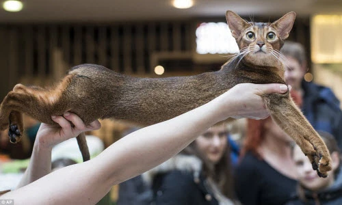 Show trình diễn tuyệt vời của các siêu mèo mẫu quốc tế