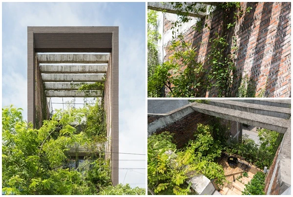 “Xuýt xoa” nhà ống mà đẹp như resort nhờ cây xanh mướt ở Bắc Ninh