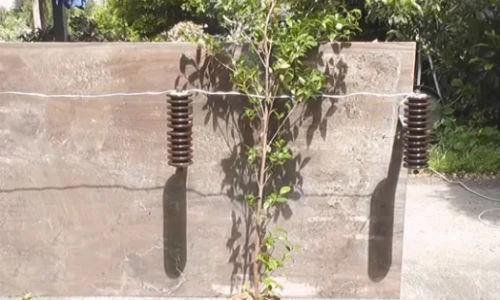 Điều gì xảy ra khi cành cây chạm dây điện cao thế?