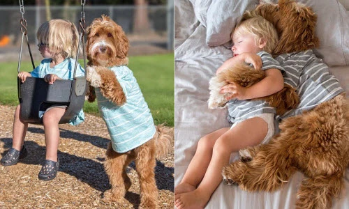 Tình bạn đặc biệt của cún cưng và cậu chủ nhỏ gây sốt mạng