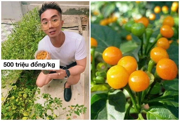 Sự thật về loại ớt nửa tỷ đồng/kg, Khánh Đơn trồng trong vườn