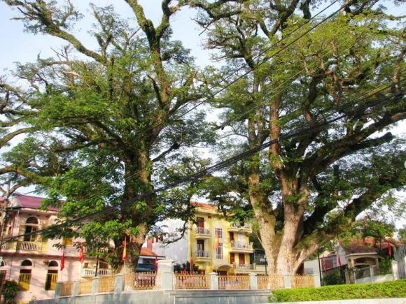 Cận cảnh cây gỗ quý 700 tuổi “không đo được bằng tiền“