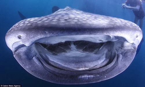 Ngộ nghĩnh cá mập voi cười tít mắt trước camera