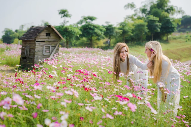Cúc họa mi “đốn tim” các thiếu nữ Tây, đua nhau thả dáng