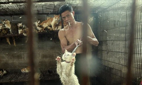 Bên trong các lò mổ chó mèo ở Trung Quốc