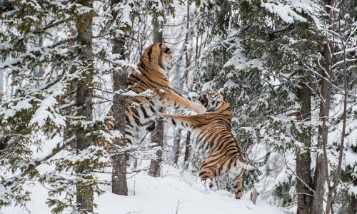 Cặp hổ dữ quyết chiến tranh bạn tình trong rừng tuyết