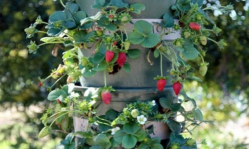 Cách trồng dâu tây trong tháp đơn giản vẫn cho quả sai trĩu