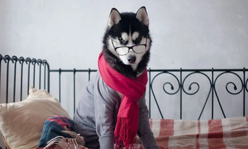 Ngộ nghĩnh ảnh cún cưng mặc quần áo như người