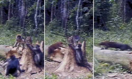 Hình ảnh hiếm về mèo rừng sống ẩn dật nhất Trái đất