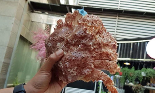 Mục sở thị loài cua ruby xách tay 2 triệu đồng/con