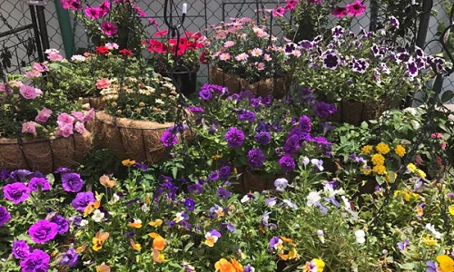 Khu vườn ngập hoa thơm, quả ngọt của mẹ Việt tại Nhật Bản