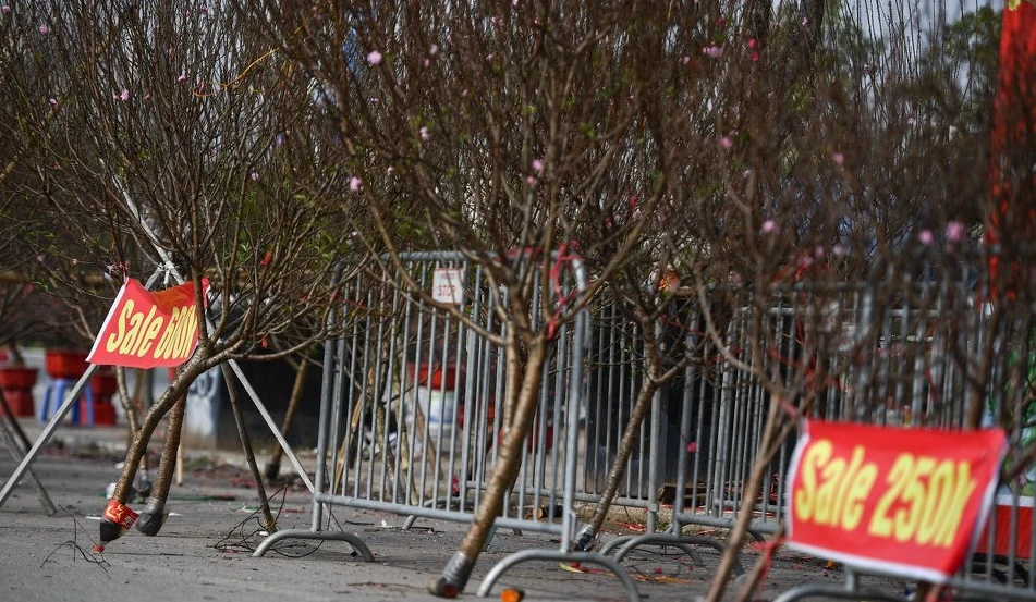 Đào, mai, quất treo bảng bán tháo đồng giá ngày cận Tết