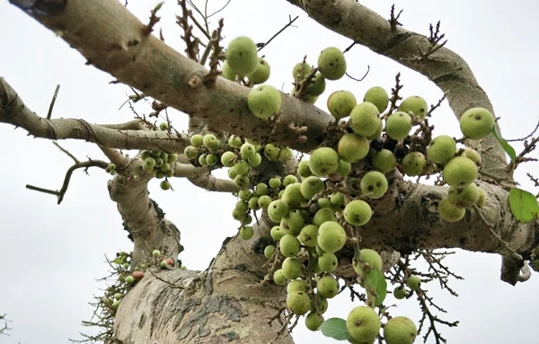Cây dại bất ngờ thành bonsai tiền tỷ khiến dân chơi mê tít