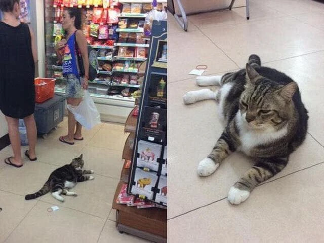 Cười rụng rốn với 1001 tư thế ngủ bá đạo của các "boss"