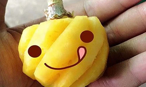 Những giống dứa lạ khiến bà nội trợ Việt mê mệt