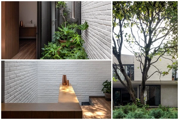 Có gì trong ngôi nhà “nuôi cây” để thanh lọc khói bụi?