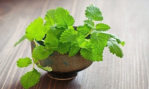 Trang trí nhà với 11 loại cây đuổi muỗi cực hiệu quả