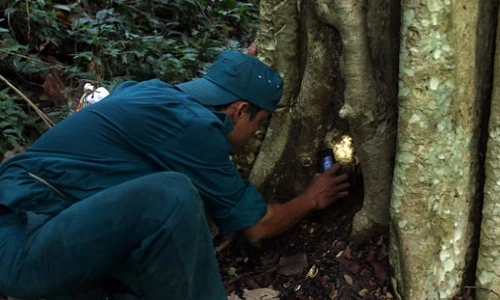 Thò tay vào từng hốc cây, hốc đá để “săn” dế rừng 