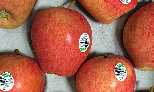 Táo lai lê độc lạ, giá bình dân hút hồn bà nội trợ