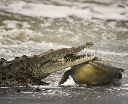 Ngắm những bức ảnh động vật đẹp nhất năm 2013