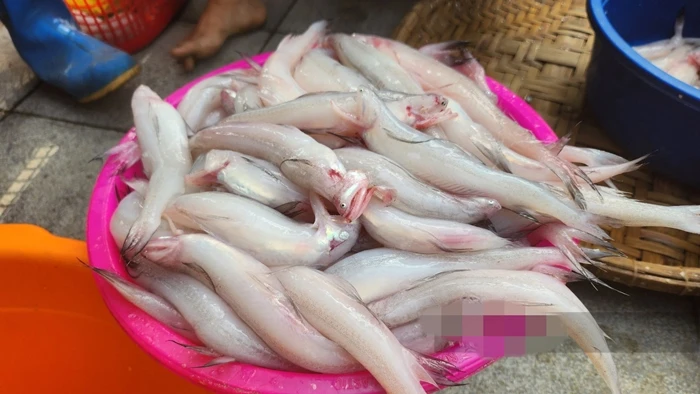 Thứ xưa cho gà ăn, nay cả triệu đồng/kg vẫn “cháy hàng“