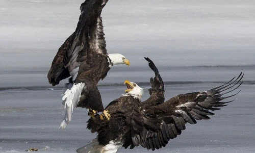 Đại bàng quyết chiến tranh mồi kịch liệt trên mặt sông
