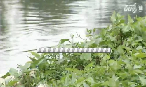 Cách đơn giản nhận biết rau muống nhiễm chì