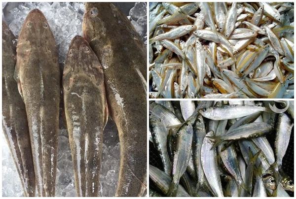 3 loại cá trước “rẻ như cho” nay dân phố tranh nhau mua