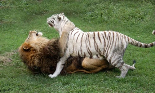 Sự thân mật hiếm có giữa hổ trắng quý hiếm và sư tử