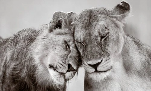 Ấn tượng khoảnh khắc tuyệt đẹp của động vật hoang dã