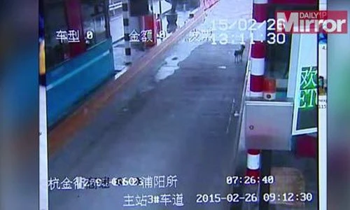 Chú chó ngóng tìm chủ tại trạm thu phí suốt 13 ngày 