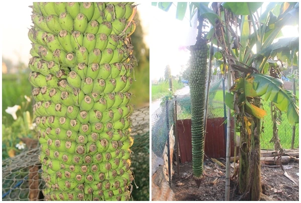 Thích mắt ngắm cây chuối “đẻ” buồng trăm nải gây xôn xao 