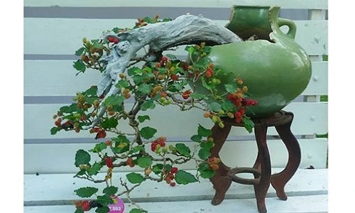 Mê mẩn loạt bonsai dâu tằm đẹp hút mắt