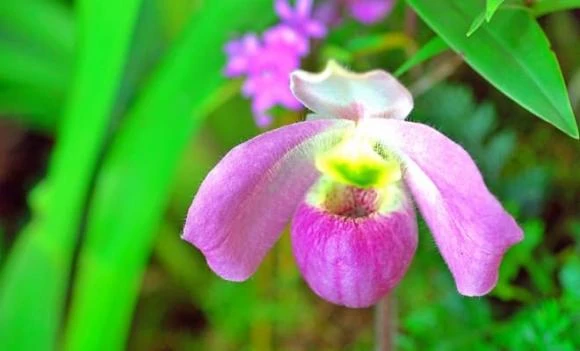 Loài lan chỉ Việt Nam có, “núi tiền” cũng không mua nổi