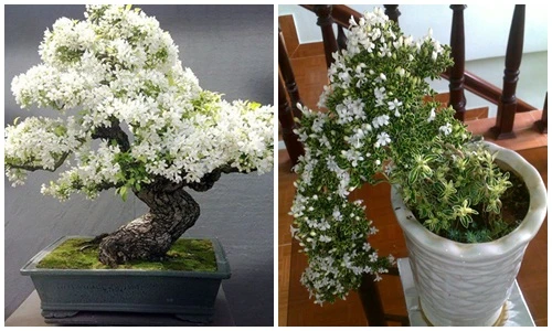 Mãn nhãn ngắm bạch tuyết mai bonsai tuyệt đẹp chưng Tết