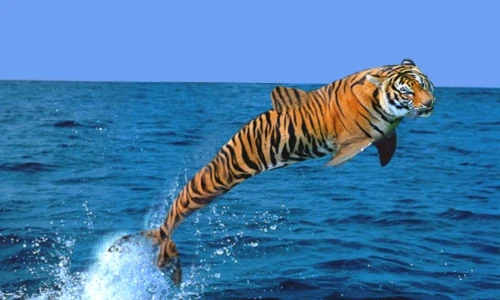 Cười vỡ bụng hình ảnh hổ báo cực ảo vì công nghệ photoshop