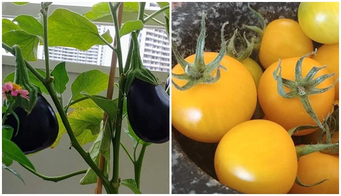 Vườn rau xanh mướt trên ban công chung cư chưa đầy 10m2