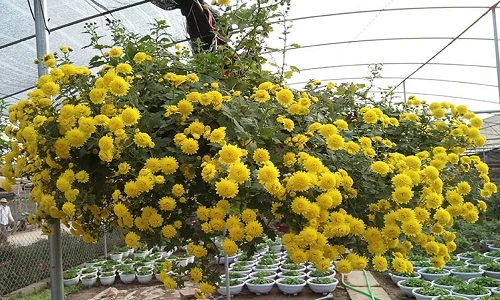 Cách trồng hoa cúc rủ tuyệt đẹp mẹ bỉm sữa đang thích mê