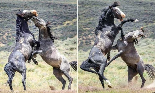 Khốc liệt cảnh ngựa hoang quyết chiến giành bạn tình
