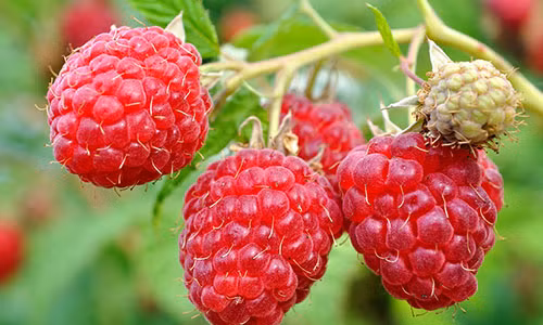 Điểm danh hoa quả dại nước ngoài nhưng cực đắt đỏ tại VN