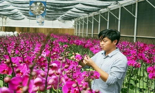 Đẹp ngất ngây vườn lan thu 10 tỷ/năm ở Đà Lạt