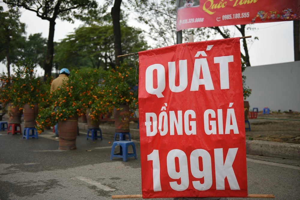 Đào, quất xả hàng giá sốc tiểu thương than: “Năm nay mất Tết“