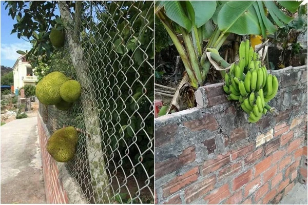 Cây ăn quả "vượt rào" sang hàng xóm, chủ nhà ôm cục tức