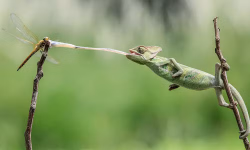 Ảnh động vật tuần: Tắc kè phóng lưỡi bắt chuồn chuồn