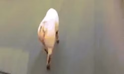 Video: Lợn gây tắc đường vì dáng đi “gợi cảm” 