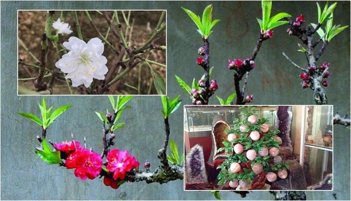 Loại cây cảnh giá trên trời chỉ đại gia mới đủ tiền "vung tay" chơi Tết